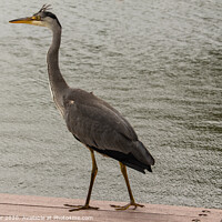 Buy canvas prints of Grey Heron Surveying the Boardwalk by Ken Hunter