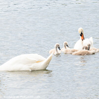 Buy canvas prints of Mute Swans with Young In High-key Image by Ken Hunter