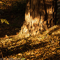 Buy canvas prints of Autumn Morning Sunlight in Sherwood Forest by Ken Hunter