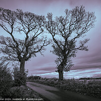 Buy canvas prints of The Kissing Trees, Kinghorn by Ken Hunter