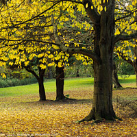 Buy canvas prints of Autumn in the Park by Ken Hunter