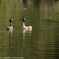 Buy canvas prints of A Pair of Great Crested Grebes on lake in Mating Season by Ken Hunter