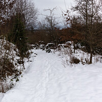 Buy canvas prints of Snow-track through the woods by Ken Hunter