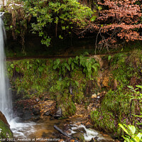 Buy canvas prints of Waterfall in a Leafy Glade, Maspie Den, Falkland by Ken Hunter