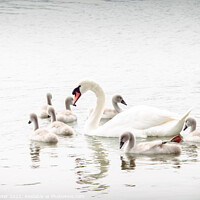 Buy canvas prints of Mute Swan with Young In High-key Image by Ken Hunter