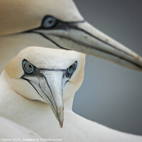 Buy canvas prints of Gannets at rest by Keith Ogden
