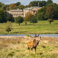 Buy canvas prints of Tatton Stag by Keith Ogden