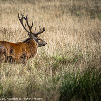 Buy canvas prints of Strutting Stag by Keith Ogden