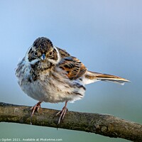Buy canvas prints of Reed Bunting  by Keith Ogden