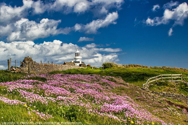 Caldey: Thrift on the Cliff. Picture Board by Paddy Art