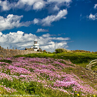 Buy canvas prints of Caldey: Thrift on the Cliff. by Paddy Art