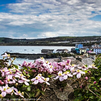 Buy canvas prints of New Quay through the Clematis. by Paddy Art