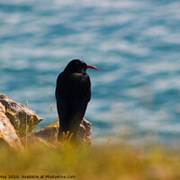Buy canvas prints of Chough on cliff by Paddy Art