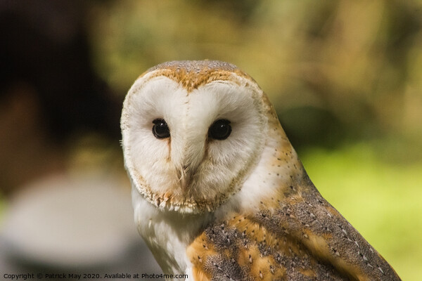 Observed by a Barn Owl Picture Board by Paddy Art