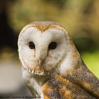 Buy canvas prints of Observed by a Barn Owl by Paddy Art