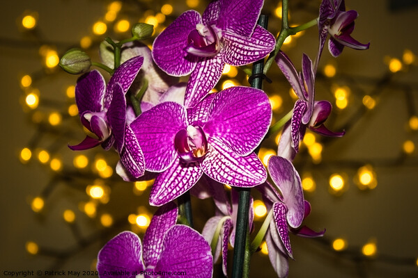 Orchid at Christmas Picture Board by Paddy Art