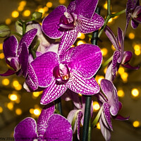 Buy canvas prints of Orchid at Christmas by Paddy Art