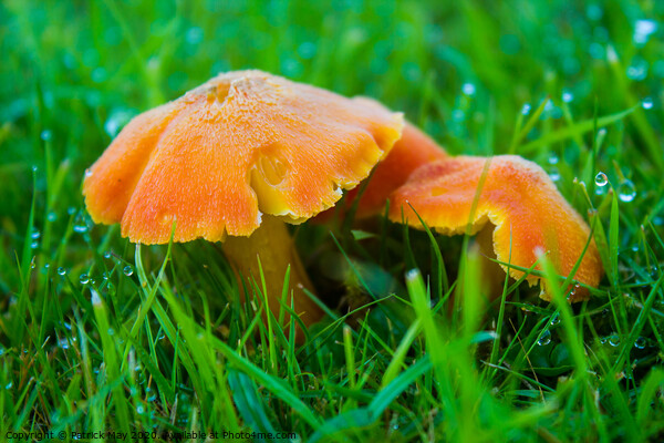 Orange waxcap in morning dew. Picture Board by Paddy Art