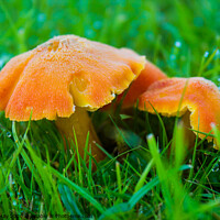 Buy canvas prints of Orange waxcap in morning dew. by Paddy Art