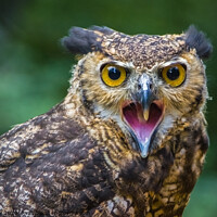 Buy canvas prints of Screeching Eagle owl by Paddy Art