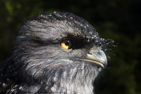 Tawny Frogmouth Picture Board by Paddy Art