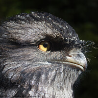 Buy canvas prints of Tawny Frogmouth by Paddy Art
