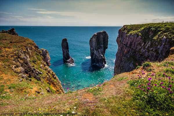 Elegug Stacks, Castlemartin Picture Board by Paddy Art