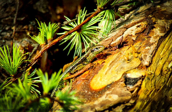 Lizard in the Larch Picture Board by Paddy Art