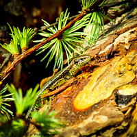 Buy canvas prints of Lizard in the Larch by Paddy Art