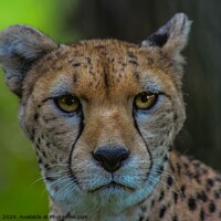 Buy canvas prints of Cheetah Face to Face by Paddy Art