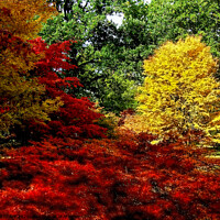 Buy canvas prints of Autumn Acers in Westonbirt by Paddy Art