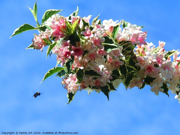 Like a Bee to Weigela Picture Board by Paddy Art