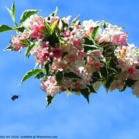 Buy canvas prints of Like a Bee to Weigela by Paddy Art