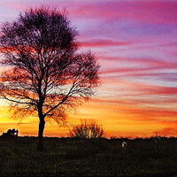 Buy canvas prints of Sunrise on Fairwood Common, Gower by Paddy Art