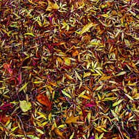 Buy canvas prints of Autumn's Fallen Leaves by Paddy Art
