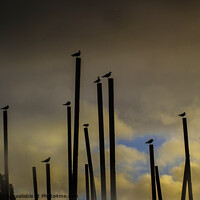 Buy canvas prints of Gulls before the Storm by Paddy Art