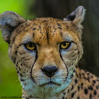 Buy canvas prints of Cheetah Looking at You by Paddy Art