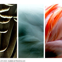 Buy canvas prints of Triptych of Feathers by Paddy Art