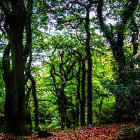Buy canvas prints of Twisted Trees - Clyne Gardens, Swansea by Paddy Art