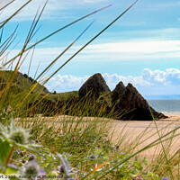 Buy canvas prints of Three Cliffs - Gower, Through the Marram by Paddy Art
