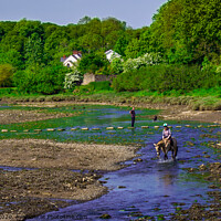 Buy canvas prints of Watering the Horse at Cresswell - Pembrokeshire by Paddy Art