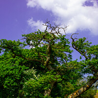 Buy canvas prints of The Sessile Oak by Paddy Art