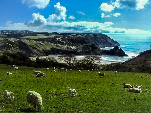 Sheep Above Three Cliffs Bay - Gower Picture Board by Paddy Art