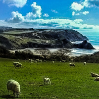 Buy canvas prints of Sheep Above Three Cliffs Bay - Gower by Paddy Art