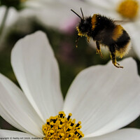 Buy canvas prints of Like a bee to Nectar by Paddy Art