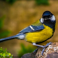 Buy canvas prints of Great Tit on the Rocks by Paddy Art