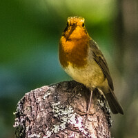 Buy canvas prints of Sunlit Robin by Paddy Art