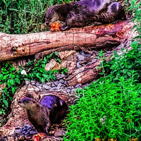 Buy canvas prints of Otters at Lunch by Paddy Art