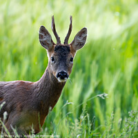 Buy canvas prints of A deer standing on a lush green field by Paul Tyzack