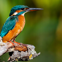 Buy canvas prints of Female Kingfisher by Paul Tyzack